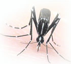 Asian Tiger Mosquito