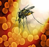 HOT weather and West Nile Virus- Calor y Zancudos
