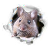 Hantavirus