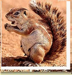 ground squirrel