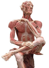 BODY WORLDS Exhibition