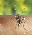 mosquito portador del Virus de la Fiebre de  nilo oeste