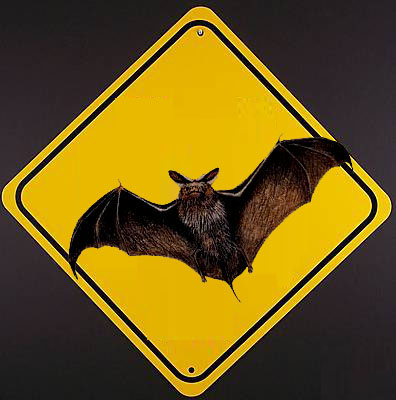 Bat Tested Positive for Rabies