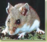 Deer Mice