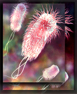 e coli