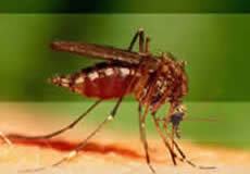 County of San Diego Vector Control Program