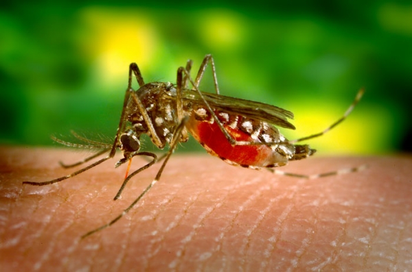 aedes-aegypti-mosquito