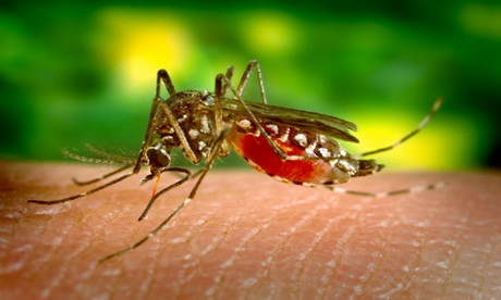 aedes-aegypti-mosquito