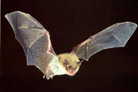 bat