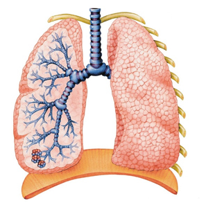 LUNGS