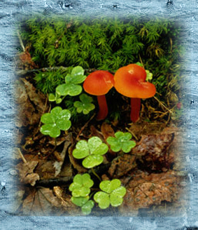 wild mushrooms
