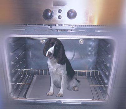 pet inside an oven