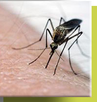 Mosquito with West Nile Virus WNV