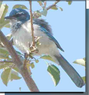 Western scrub jay